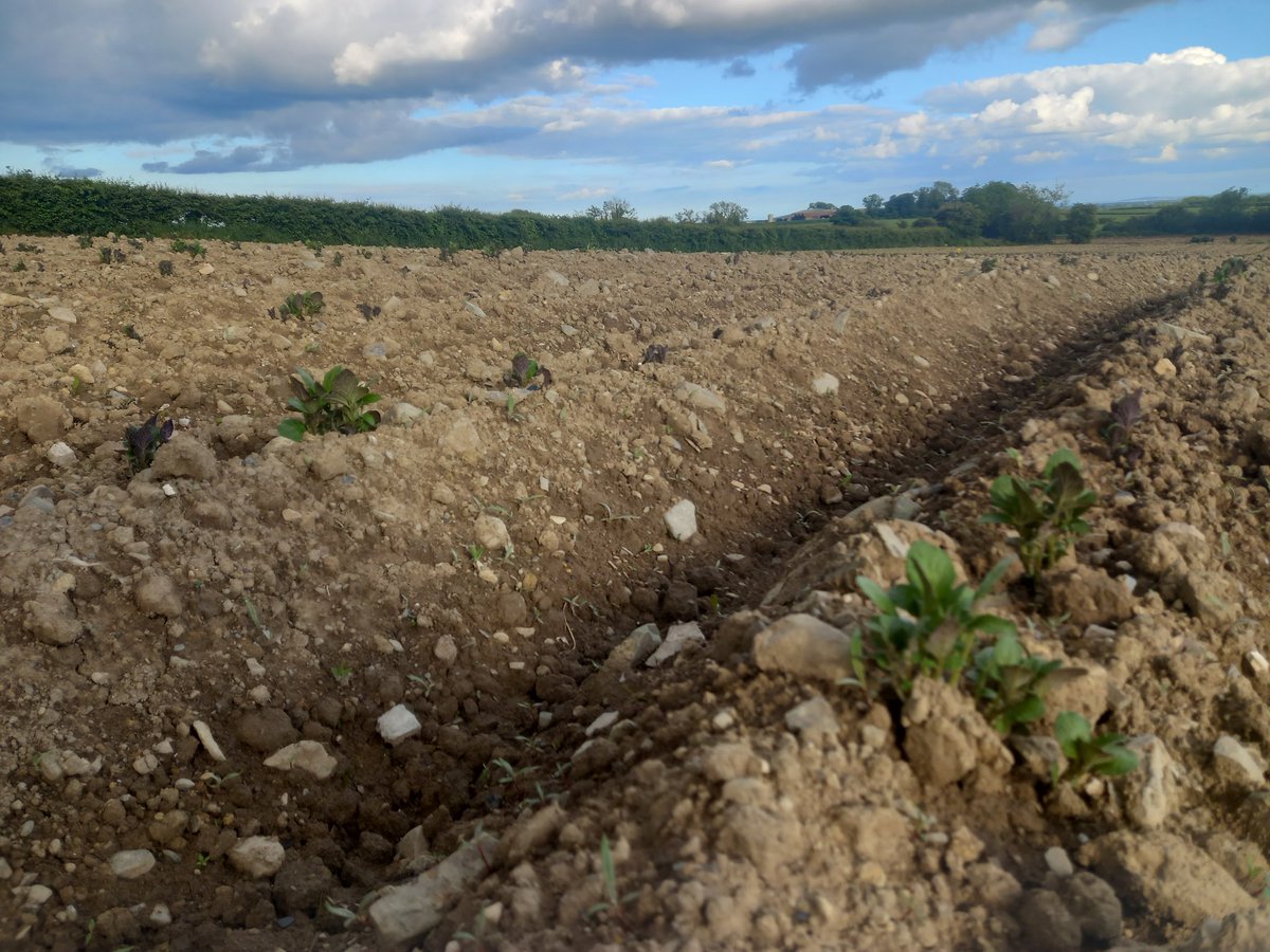 Lads!!!!! No messin, there are potato plants appearing everywhere ❤️ About 4 days ago in this field I was delighted to see a handful of plants starting to break through, now, the whole field is covered...Feeling the #SpudLove big time 😊😊
