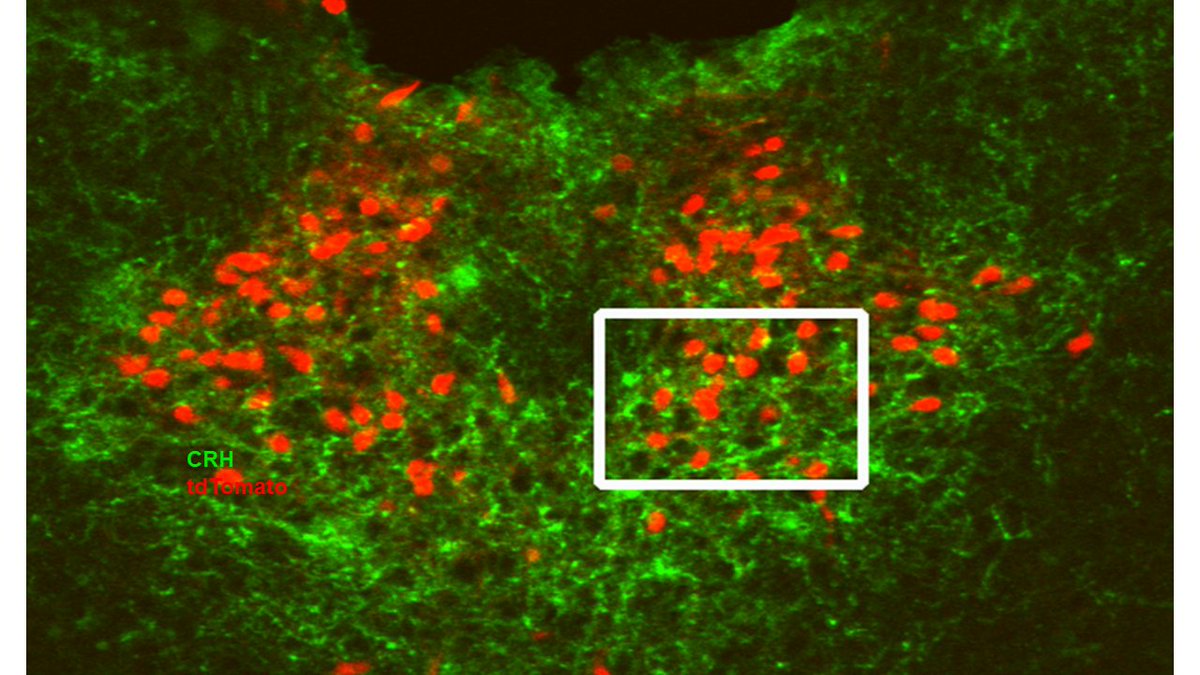 In for a rewarding postdoc? join high impact science in an international friendly lab. How does early-life stress influence adult behaviors?  sleuth mysteries of a responsible, novel GABA-CRH projection: nature.com/articles/s4146… Or tackle the enigmatic PVT biorxiv.org/content/10.110…