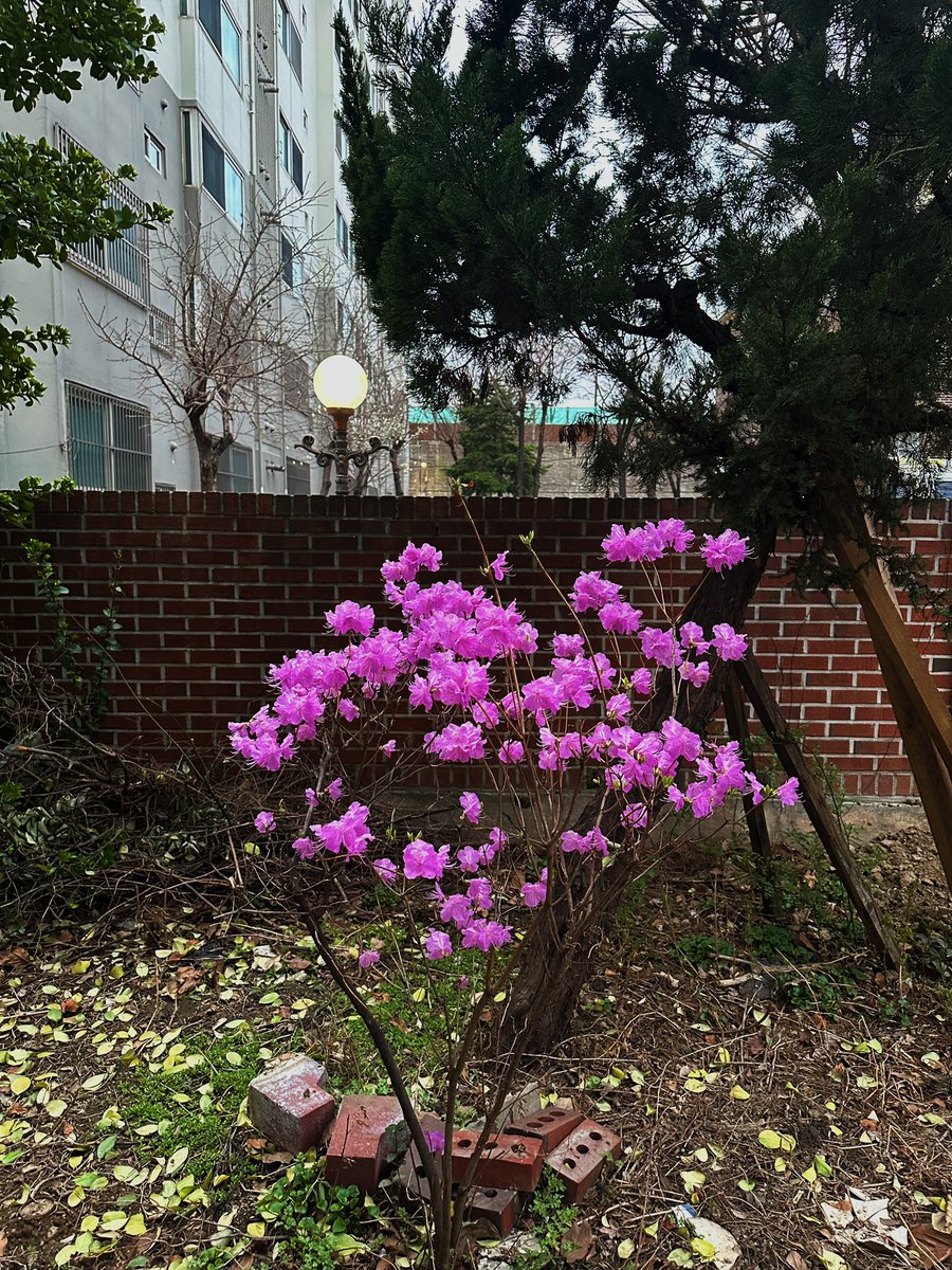 wavycolde's tweet image. 선물