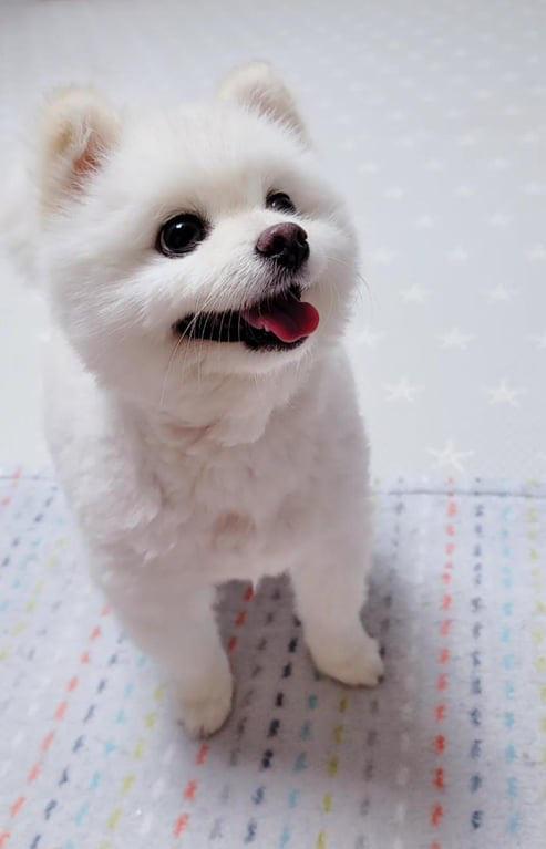 cute 🐶🥰😘
👉 amzn.to/43cNsKc
#dogs #ad #pets #adogslife #cutedogs #dogsoftwitter #iloveanimals #petlife #petsoftwitter #cute  #petlovers #dog #DogsOnTwitter #dogtwitter #dogoftheday #pet #petsontwitter #adorable #cute #cuteanimals