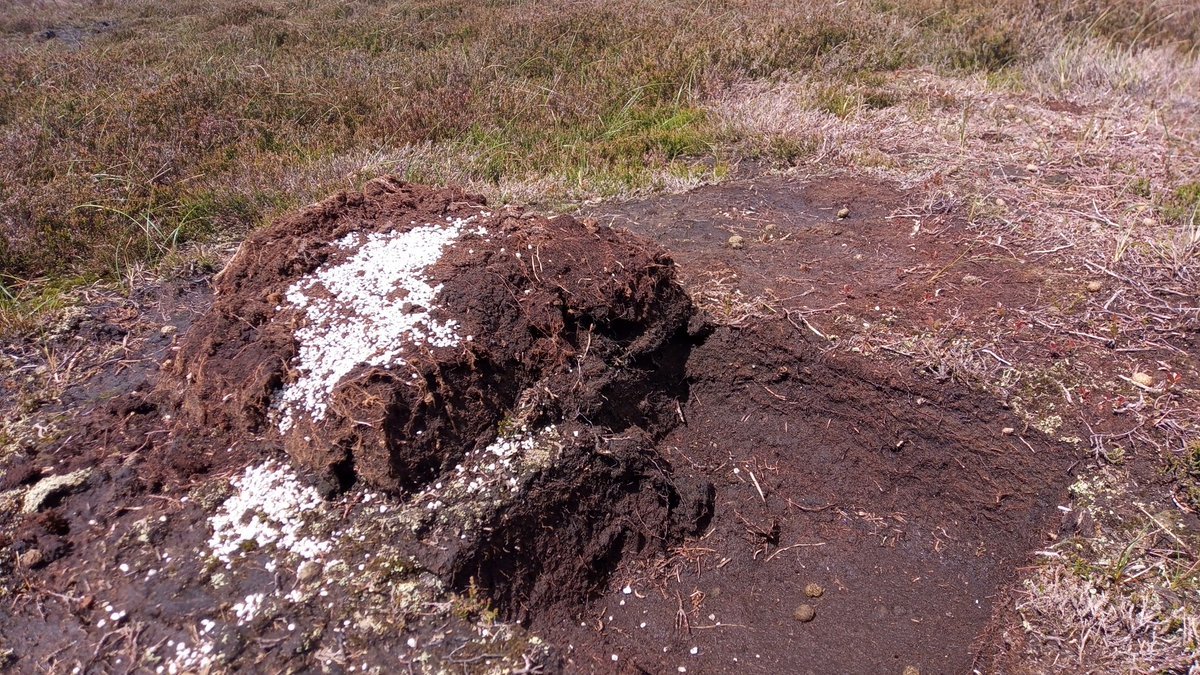 Medicated grit and peat vandalism on Broomhead Grouse Shooting Moor today. Run off from here is into nearby <a href="/YorkshireWater/">Yorkshire Water 💧</a> reservoir and last time I asked: No tests for wormer Flubendazole in our drinking water.