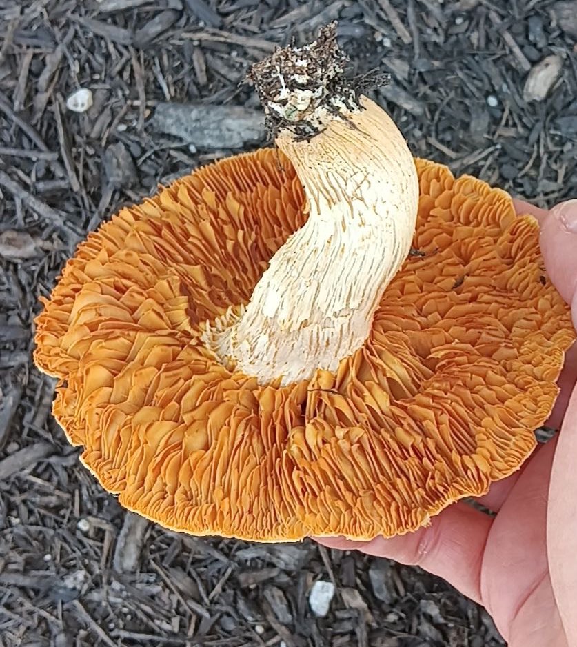 help me ID please? ☺️🙏🍄‍🟫