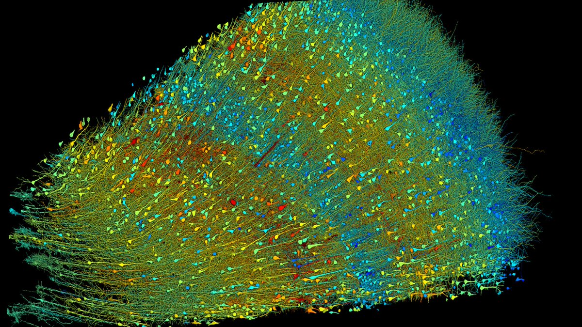 These nerve cells, within a tiny piece of a woman’s brain, were digitally mapped. Their colors indicate different sizes of their main cell bodies, which were between 15 and 30 micrometers across. sciencenews.org/article/biolog…