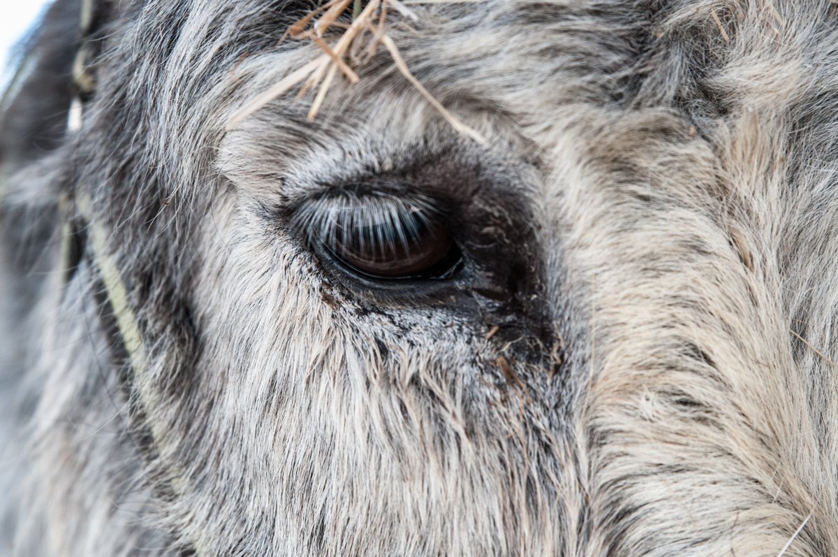 👀 Look at these adorable donkey eyes 👁️‍🗨️👁️