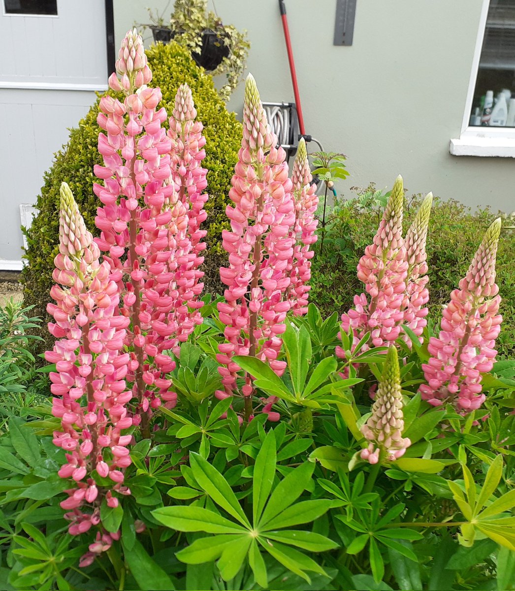 Garden Lupins on Monday after a shower. @vlucia24660241 @VaSeemsReal @4monarosi @Cristin00382252 @Abuelita_Ofelia @AudieHamilton @christinedemar