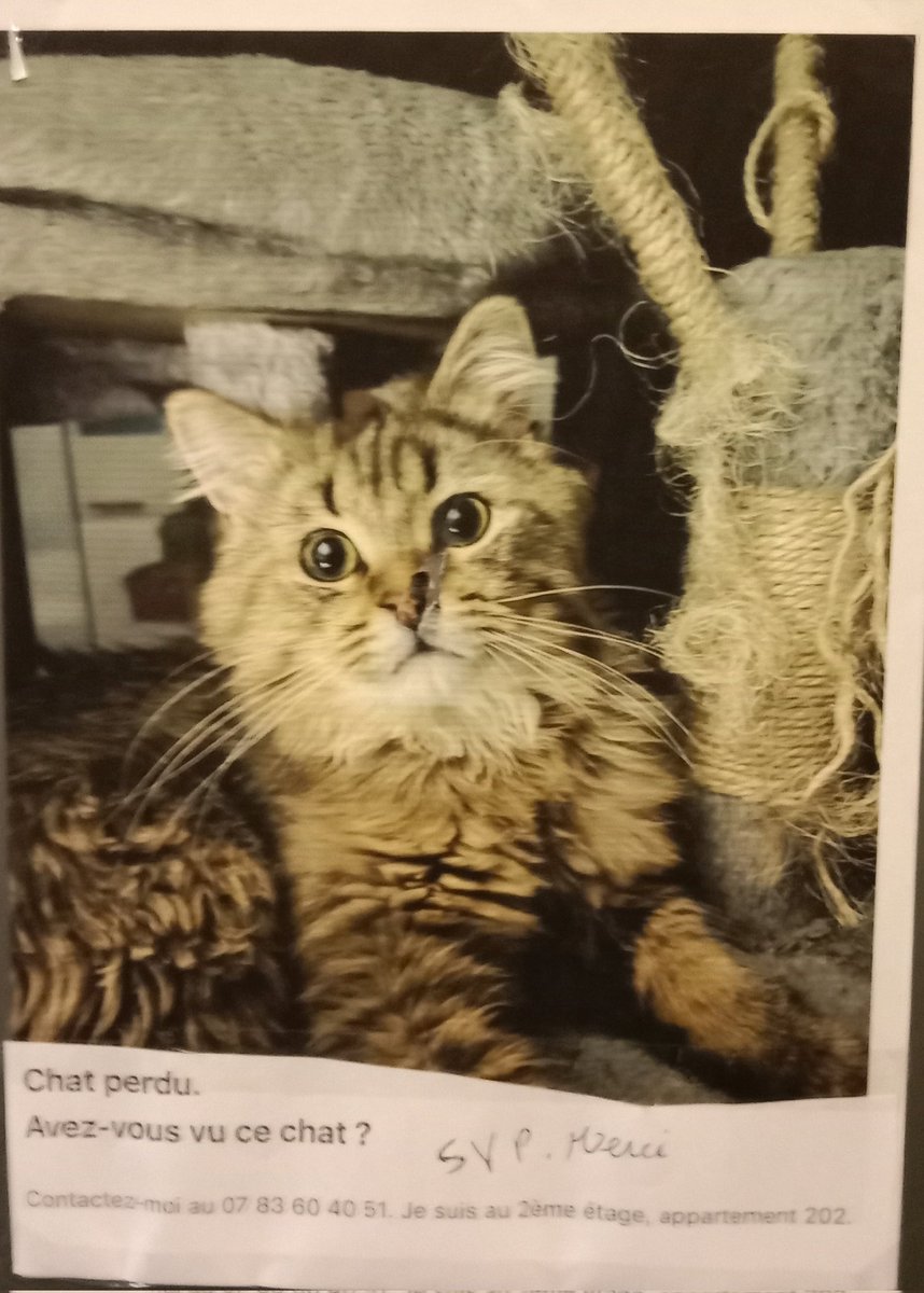 lynx_grizzly's tweet photo. Ko ma voisine kel gardait lo chaton d'une amie l'a perdu.😿
Kil est sorti discrètemont quond elle est partit au travail.😾

Ko cé lo bas Montreuil, kon l'aide à retrouver sa mézon.😾 https://t.co/rp7R9T3TsU