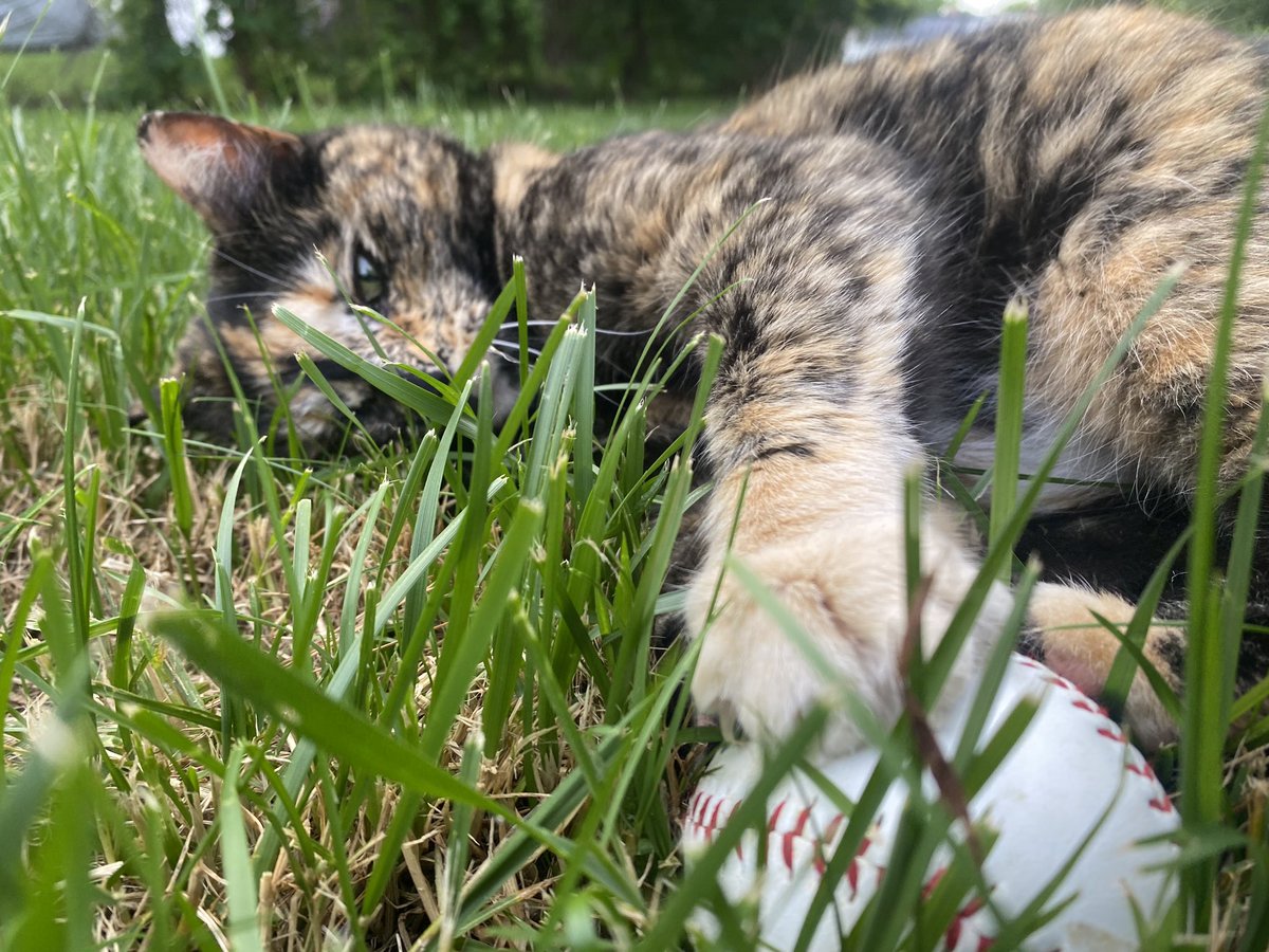 Ashleylynne9312's tweet image. Just a kitty wanting to play some ball! 
#CatsOfX #CatsofTwittter #outsidecat #baseball