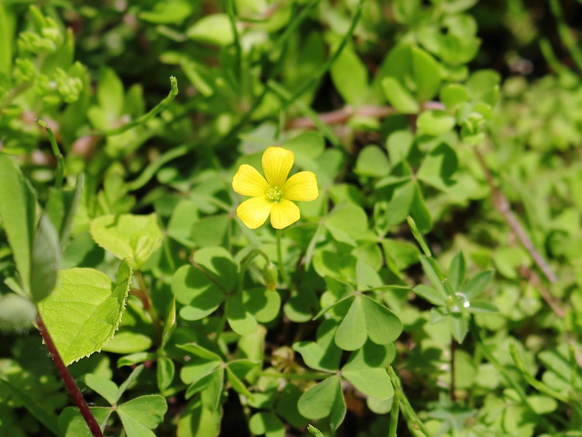 ゴウダソウの団扇みたいな実ができてました。カタバミも咲いて来た。
#花