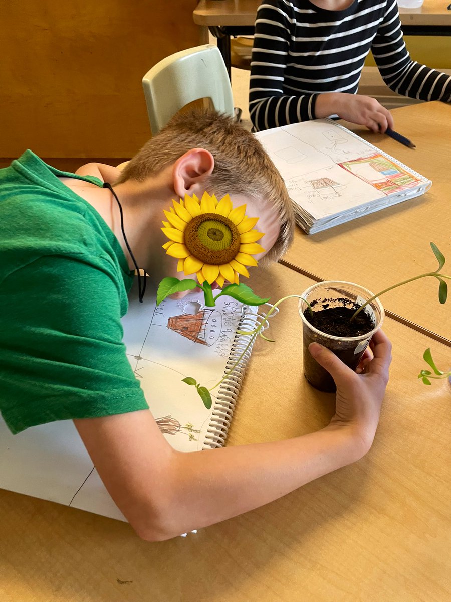 msrogstadsclass's tweet photo. Hoping our seedlings will grow into beautiful, healthy sunflowers! Here we are at Week 6 🌻 https://t.co/XSv9wX4pCA