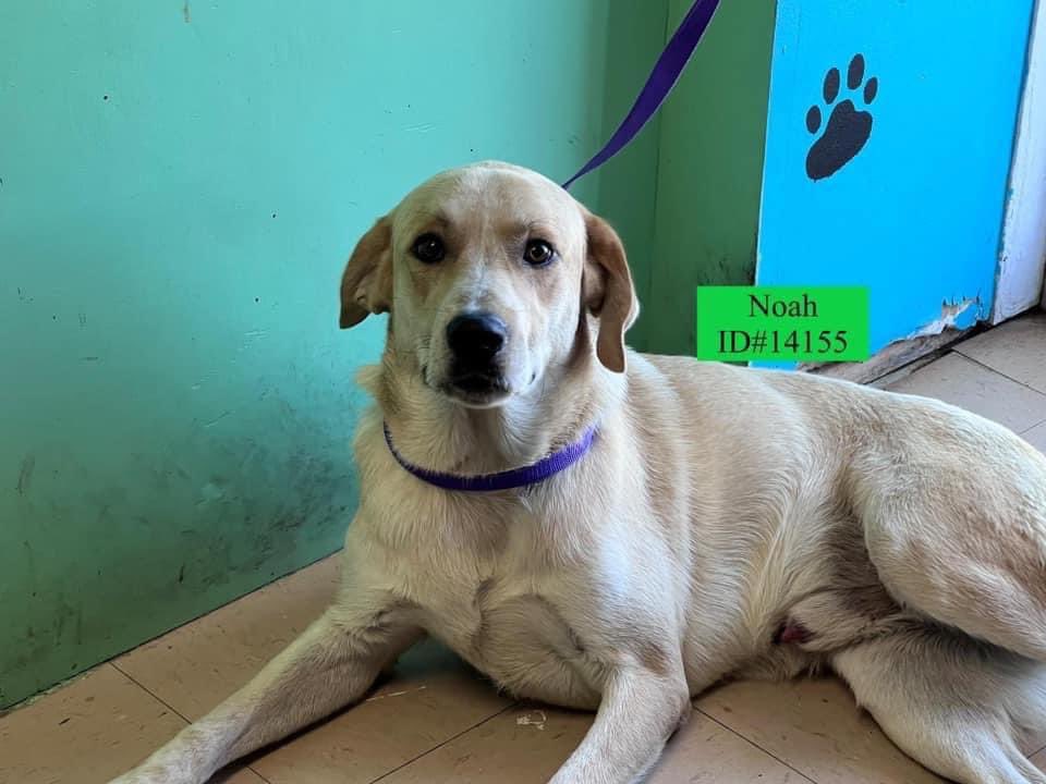 Noah #ID14155 DIES tomorrow 😭 There is rescue interest but there is only a short term foster available. Noah needs an adopter! This rural shelter in Kingsville TX has no vet & Noah will need all his vaccines, neuter & possible HW treatment. Please pledging to help save him