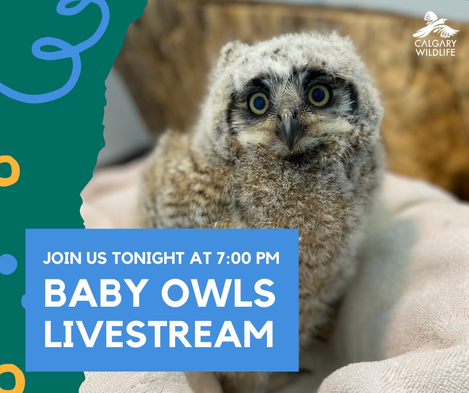 Tonight's the night kids, and you don't want to miss our first livestream...GREAT-HORNED OWLETS! 🦉🦉 Tune in tonight at 7pm here: facebook.com/calgarywildlif… Get all the info here: calgarywildlife.org/baby-shower