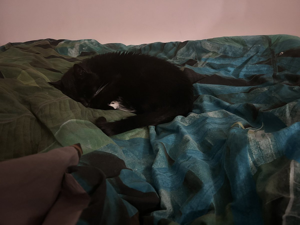 sterestherster's tweet photo. Is goed hoor. Ik slaap wel aan de zijkant van het bed π¬. #catspreading https://t.co/aMOFgLs6JB