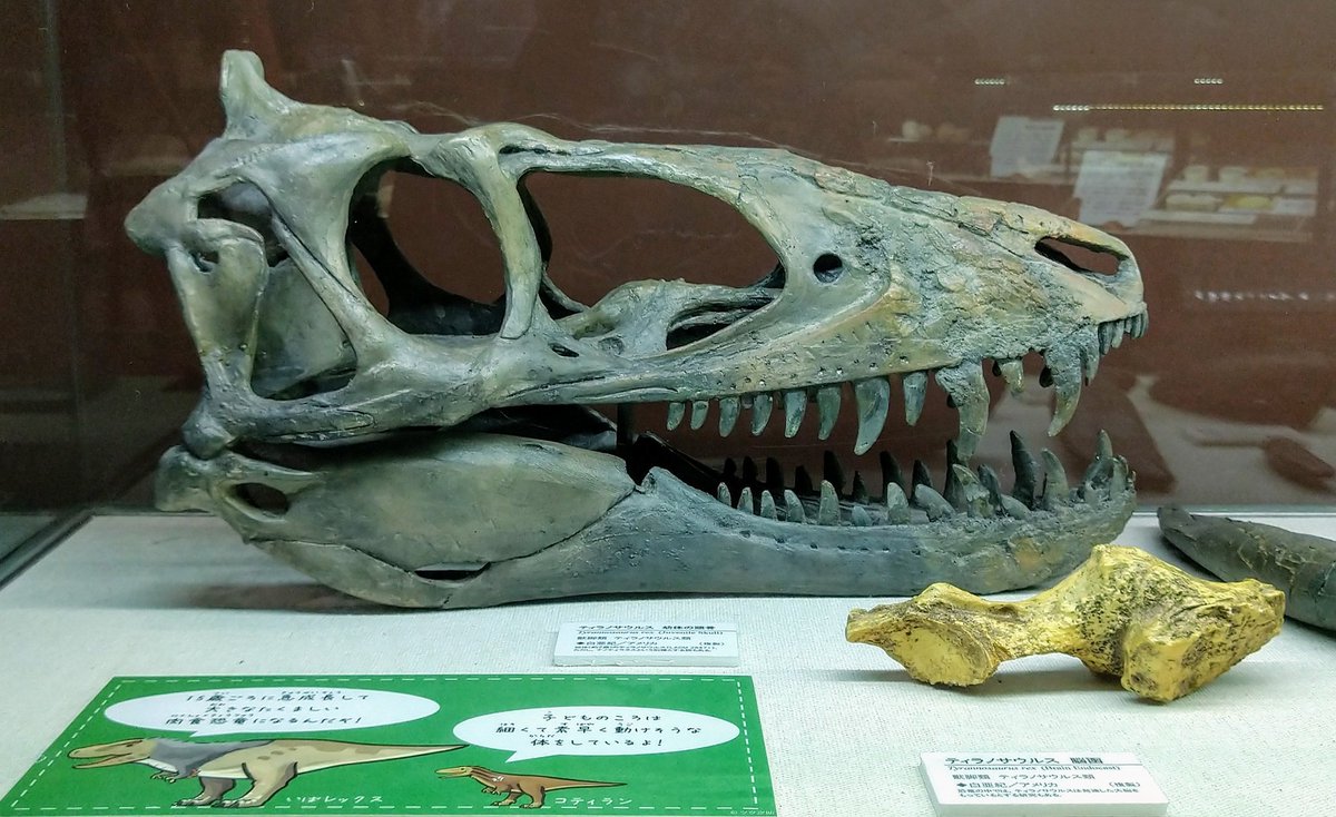 ティラノサウルス・レックス(幼体)(頭骨) (”スティギヴェナトル