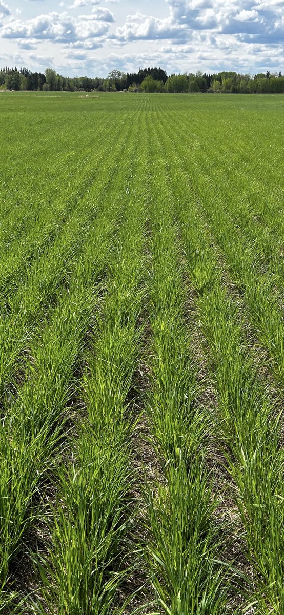 Hazmatt665's tweet photo. This Timothy @BrettYoungSeeds Timothy production field up by Athabasca Alberta appreciated all the moisture it received lately and has started to jump! https://t.co/p3WqTVRQxM