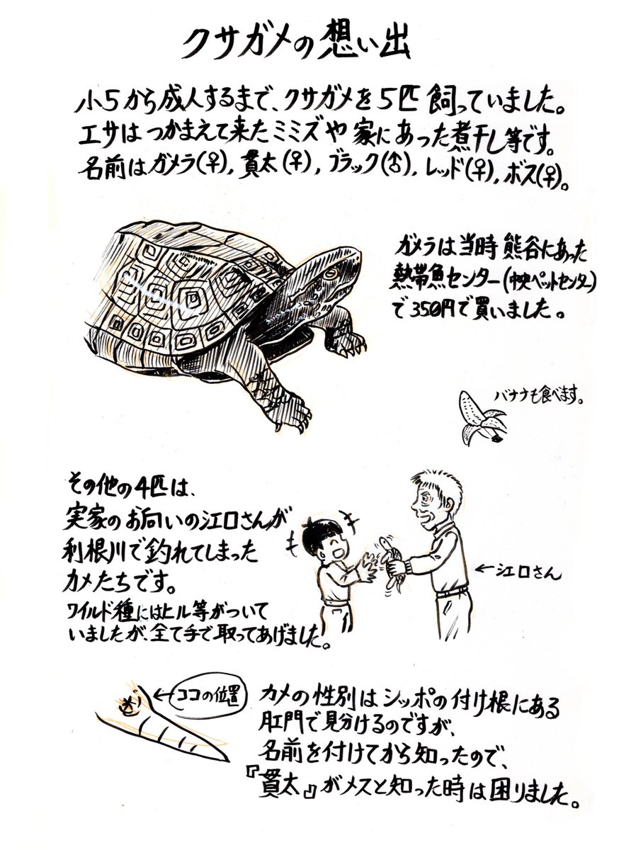 皆さんはカメを飼った事がありますか？ 私は昔、クサガメを5匹飼ってい