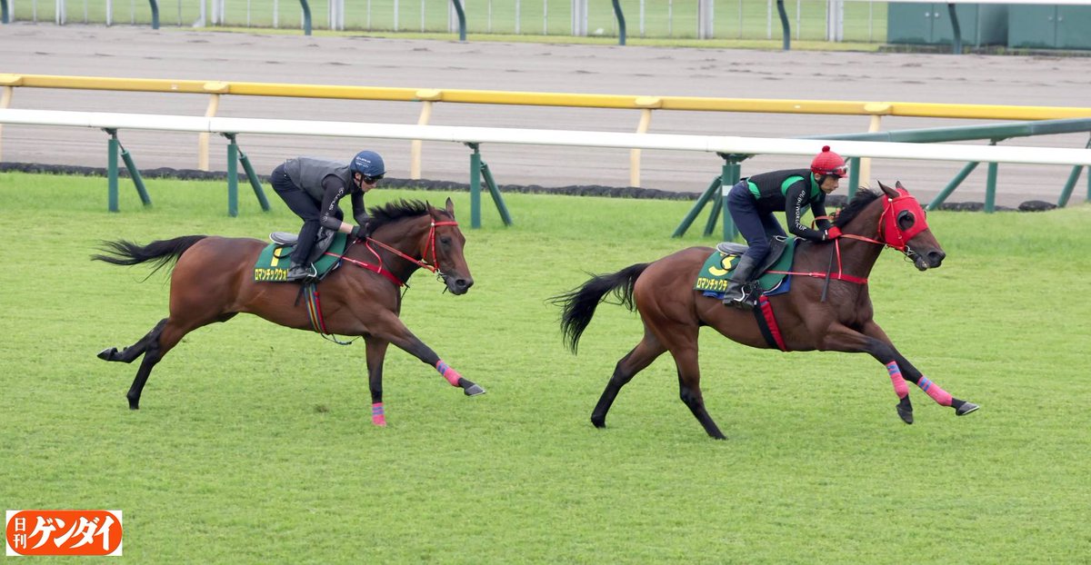 gendai_keiba's tweet photo. 安田記念ロマンチックウォリアー、東京競馬場の芝コースへ。
#ロマンチックウォリアー
#安田記念 https://t.co/EVG1ZGaJXs