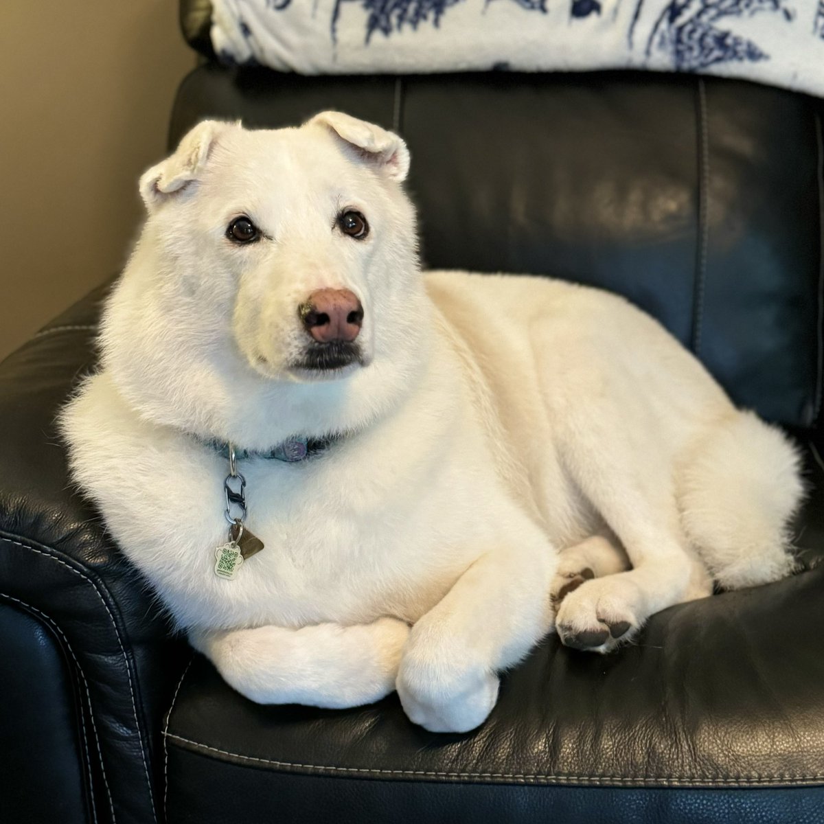 Hi frens! We haz been taking a bit of a break cuz mom is on da struggle bus wif her mentals. 😢 But everyfing is same as always. We are being good n Sophie just had her 9th Gotcha Day so today she went to the spaw! ❤️ #GotchaDay #Petsmart #SpawDay 🐾