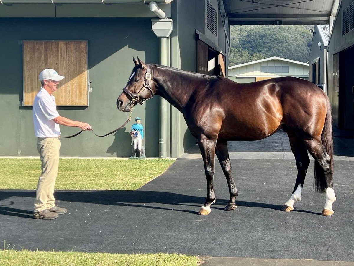A beautiful morning for a stallion parade, Officiating (pictured) is certainly impressing all that inspect! If you’re at @mmsnippets make sure you see one of our team and organise your own private parade of our roster! 📞 Contact JD, PK or Penny! #AquisStallions