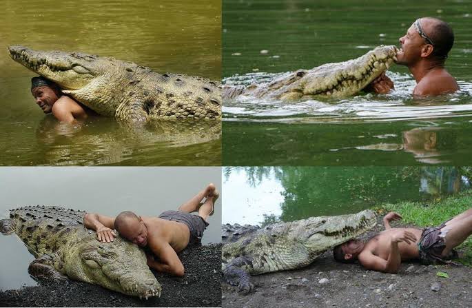 In 1989, an unlikely bond was formed in Costa Rica when Gilberto 'Chito' Shedden, a local fisherman, stumbled upon a dying crocodile on the banks of the Reventazón River. The crocodile, who Shedden named Pocho, had been shot in the head by a cattle farmer. Chito took Pocho