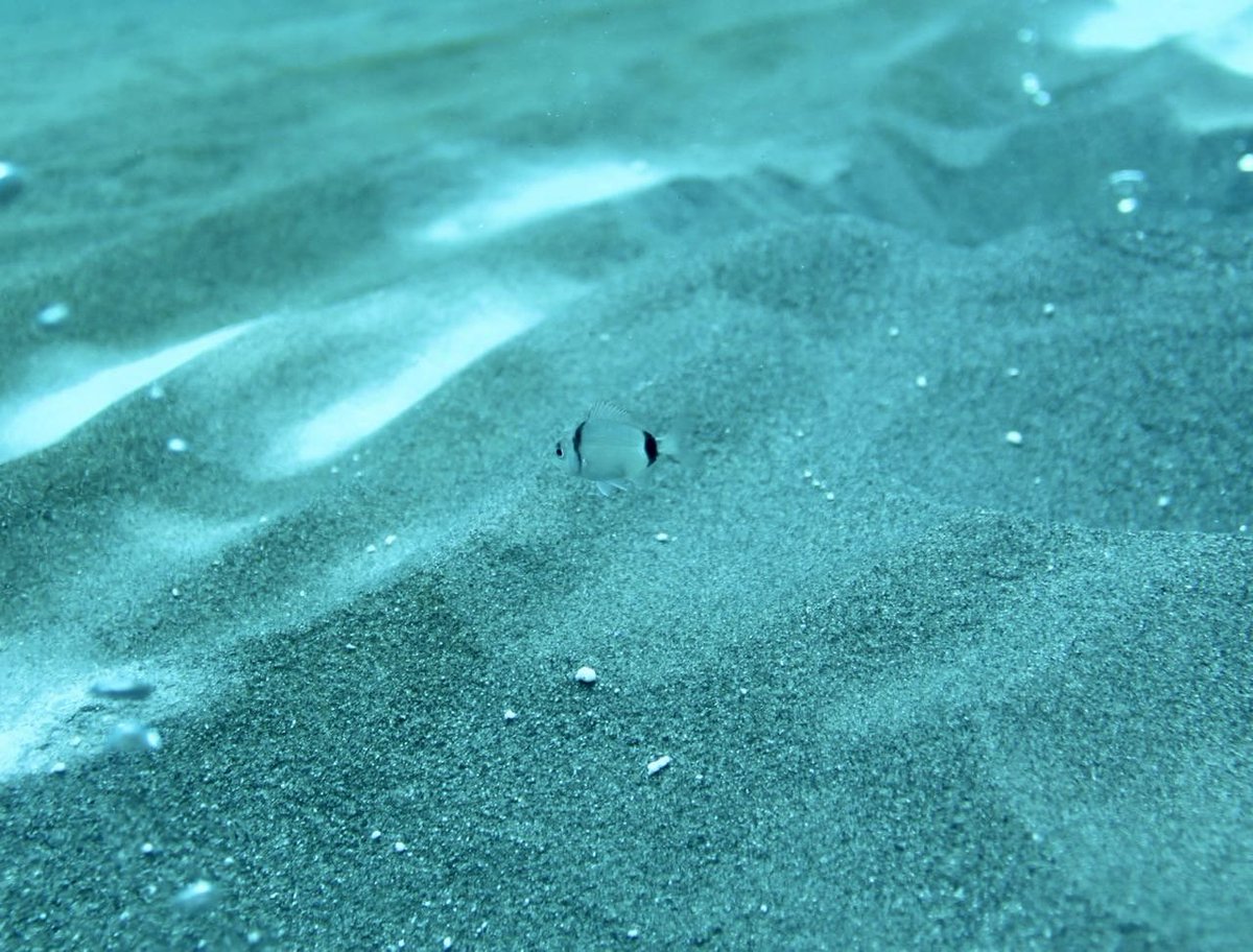 Dr Lars-Eric Heimbürger-Boavida tweet media