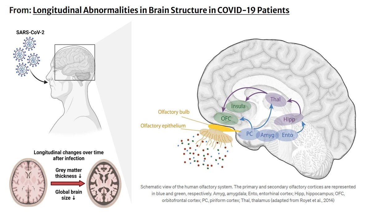 Patients with #neuroCovid and #ADHD can have something in common: damage to the orbitofrontal cortex (OFC).
-OFC controls emotional and motivational behaviors that are often impaired in ADHD.
-OFC is also part of the secondary olfactory cortex and can receive #SARSCoV2 from the