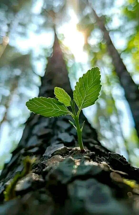 hmb_16's tweet photo. السلام علیکم ورحمتہ اللہ وبرکاتہ ✨♥️
صبح بخیر زندگی 💓
کیسے ہیں آپ سب۔؟؟

جب اللّٰه سے محبت ہونا شروع ہو جاتی ہے تو اس محبت کا اثر ہم پر ظاہر ہونے لگتا ہے۔..ھمارے قول و عمل سے...
 
اللّٰه کی محبت سکون ہے، اُمید ہے، توکل ہے، دعا ہے، عبادت ہے، مسکراہٹ ہے...😊
 اور پتا ہے
اللّٰه کی محبت خاموش رہنا بھی سکھاتی ہے۔ ایسی خاموشی جو دل کی گہرائیوں میں کہیں جا کے اللّٰه سے سرگوشیاں کرتی ہے، جس کے اندر سارے احساس بیان ہوتے ہیں۔ جو اللّٰه کے سوا کوئی نہیں سنتا، کوئی نہیں سمجھتا، کوئی نہیں جانتا۔۔۔
#X_promo