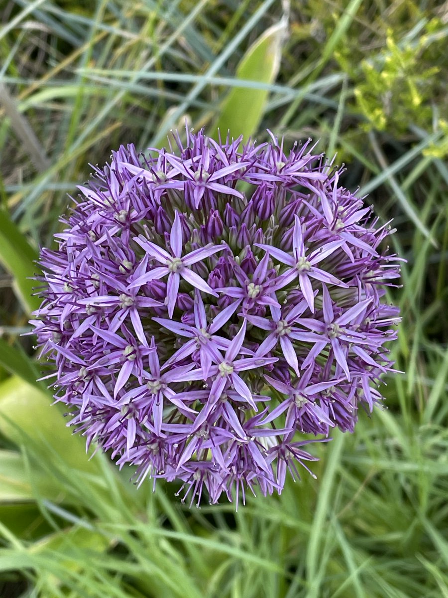 Q: Does every dream have a meaning? A: Yes, although it may take effort to discover. If a dream has crossed into waking awareness, it has already passed through a strict filter of relevance and memorability. Just play with the dream... The meaning may not be huge, but it's real.