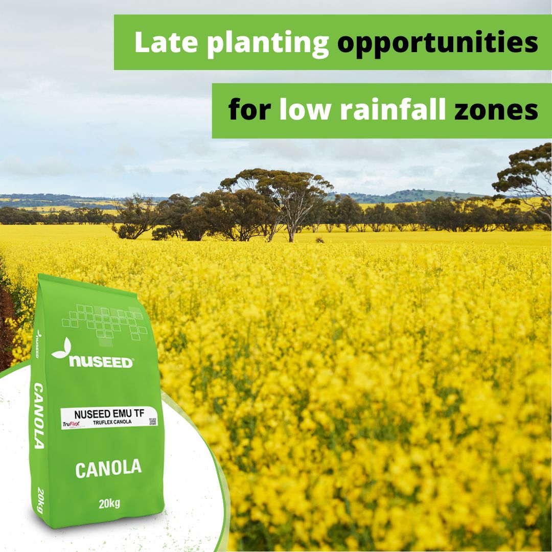 🌼Looking for #canola solutions for late planting in low to medium rainfall zones?

#Nuseed Emu TF provides growers opportunity and peace of mind for late planting 📆

Consider Emu for late planting and short seasons 👉 bit.ly/NuseedEmuTF

#Plant24 #Canola24