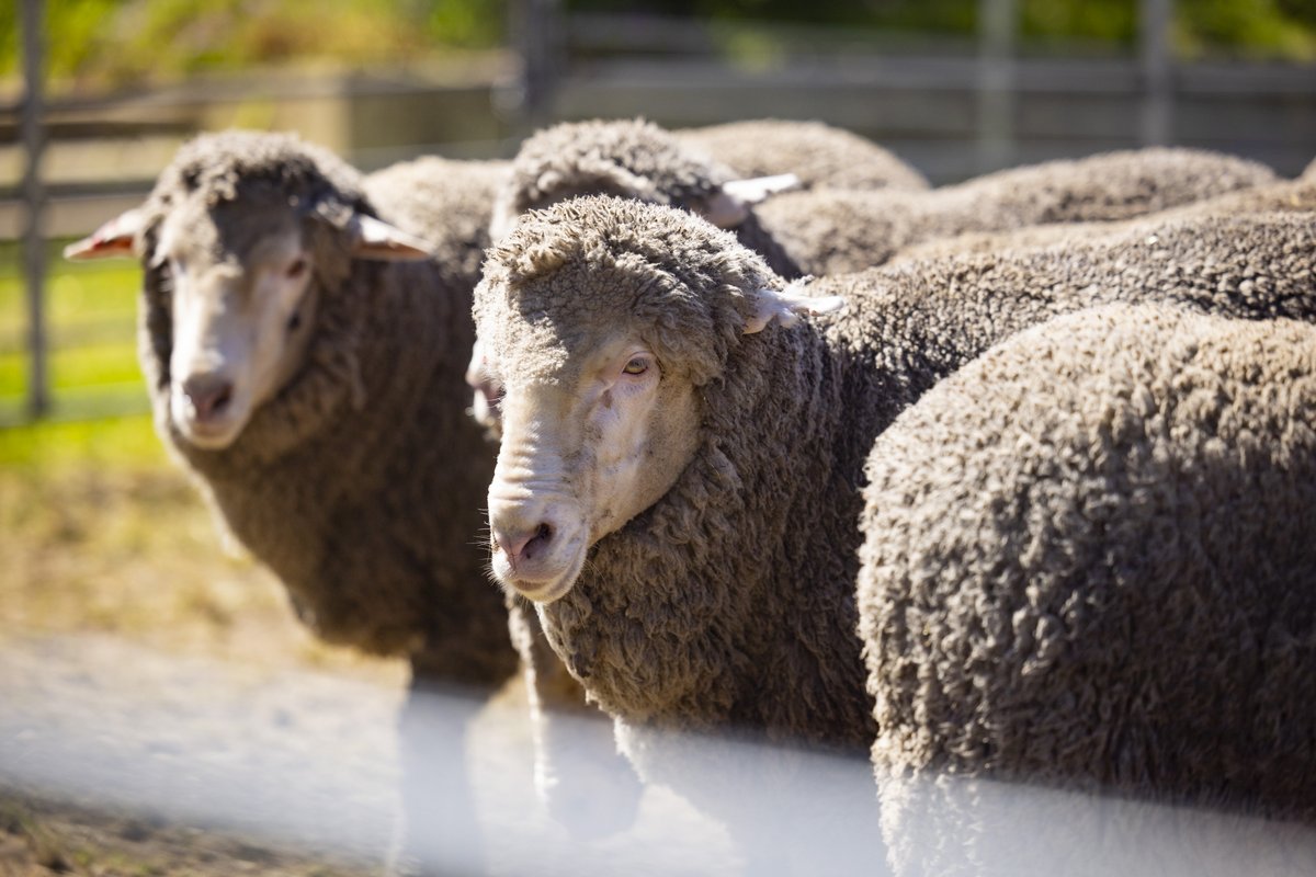🚨 Only one week left to sign up for the Young Sheep Handlers Expo 2024! 🐑✨

For more information, visit: raswa.org.au/education/youn…