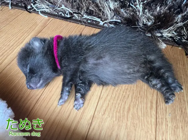 子ダヌキ 都心でもタヌキが出ることがあります。遭遇したときのために、知識