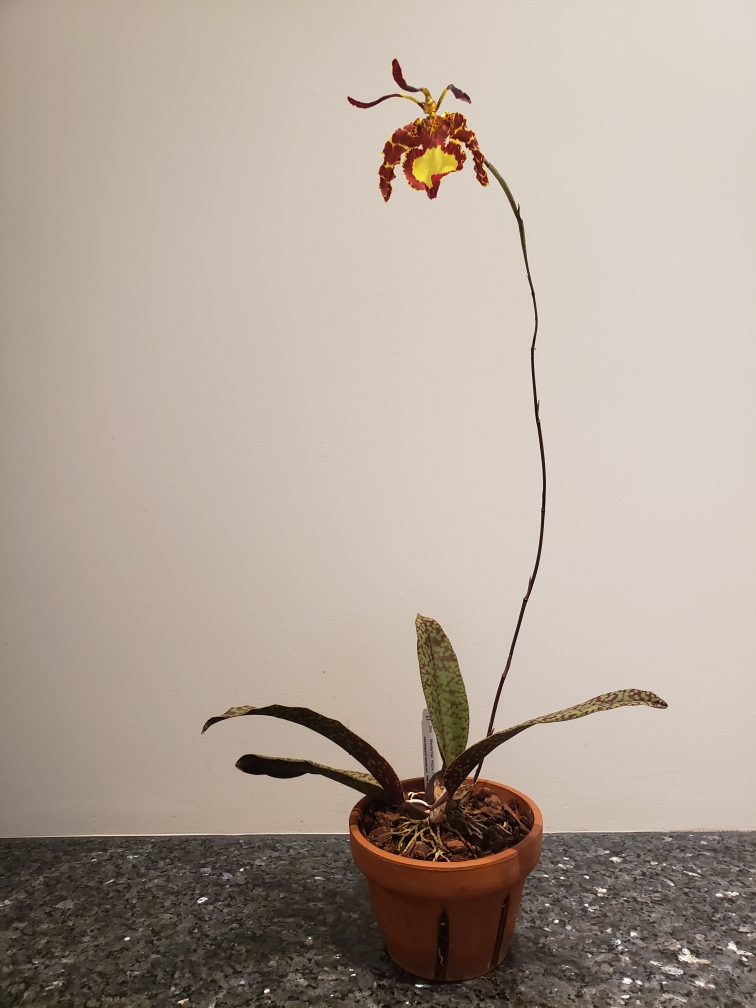 thank you <a href="/GrowGethsemane/">Gethsemane Garden Center</a> January 2021 mid-pandemic I bought a small Mendenhall ‘Hildos’ orchid today it bloomed