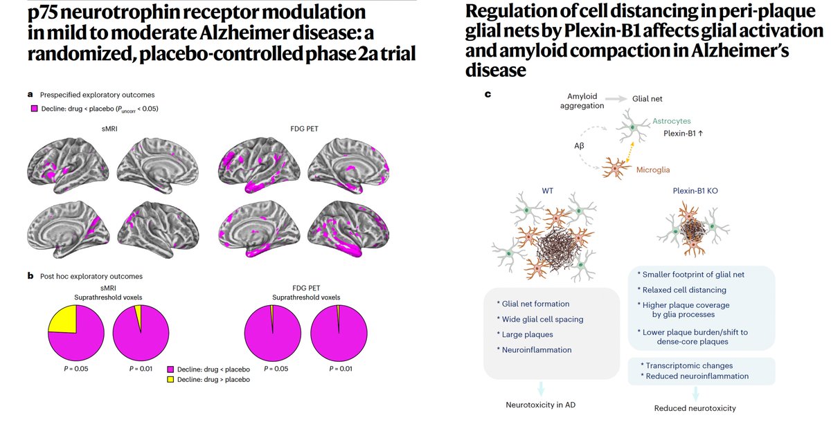 Two new points of progress vs Alzheimer's disease —p75 modulator pill in Phase 2 trial w/ encouraging results nature.com/articles/s4159… @NatureMedicine —Identifying Plexin-B1 protein to block brain inflammation, reactivity to amyloid plaques nature.com/articles/s4159… @NatureNeuro