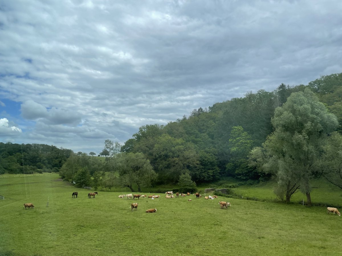 Ausblick aus „meinem“ Hospiz. Grün. Hoffnung. Kälber.