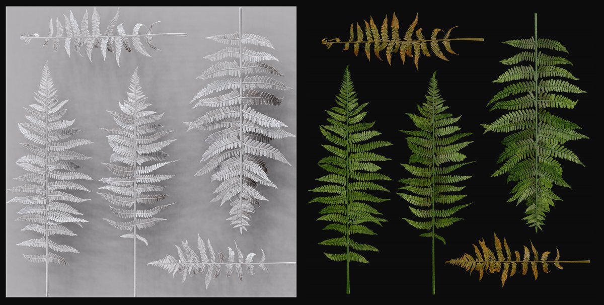 I have been working on some lady fern plants... Still a work in progress - just the first pass at base color 🌿 #Blender #MadeWithSubstance