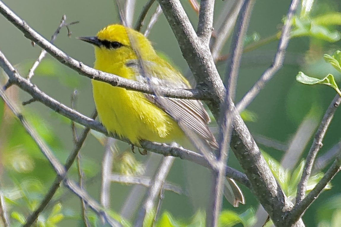 lotuswinnielee's tweet photo. Another Blue-winged Warbler in Sterling Forest State Park. There were a lot of them there but you must have time and patience to get a good shot, and time I don’t have much. #bluewingedwarbler ##bluewinged #warblers #birdwatching #wildlife https://t.co/yIH2Ak5Trz
