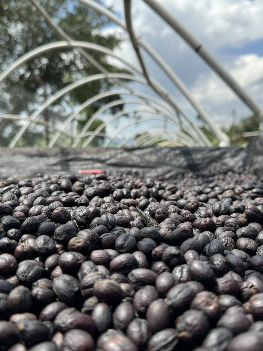 KBarigye's tweet photo. This Kisoro coffee is exciting me! At 2.5 years and everyone is smiling. The right seed from @CoffeeUganda met good farm practices and the rest fell into place. https://t.co/cmNKhzFvuK