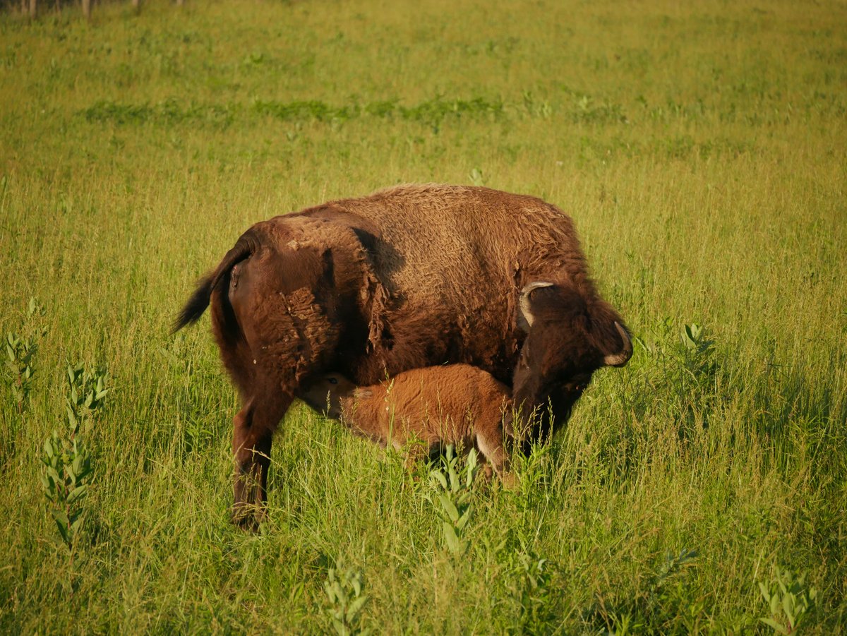 CbusMetroParks's tweet photo. Welcome to the world!

The first bison calf of 2024 arrived overnight between Friday and Saturday this weekend 🦬 

You can find the bison at Battelle Darby Creek in the pastures near the Nature Center (1415 Darby Creek Dr. Galloway, OH).

#cbusmetroparks

📸 Liz Christian https://t.co/nTn0IuMvPL