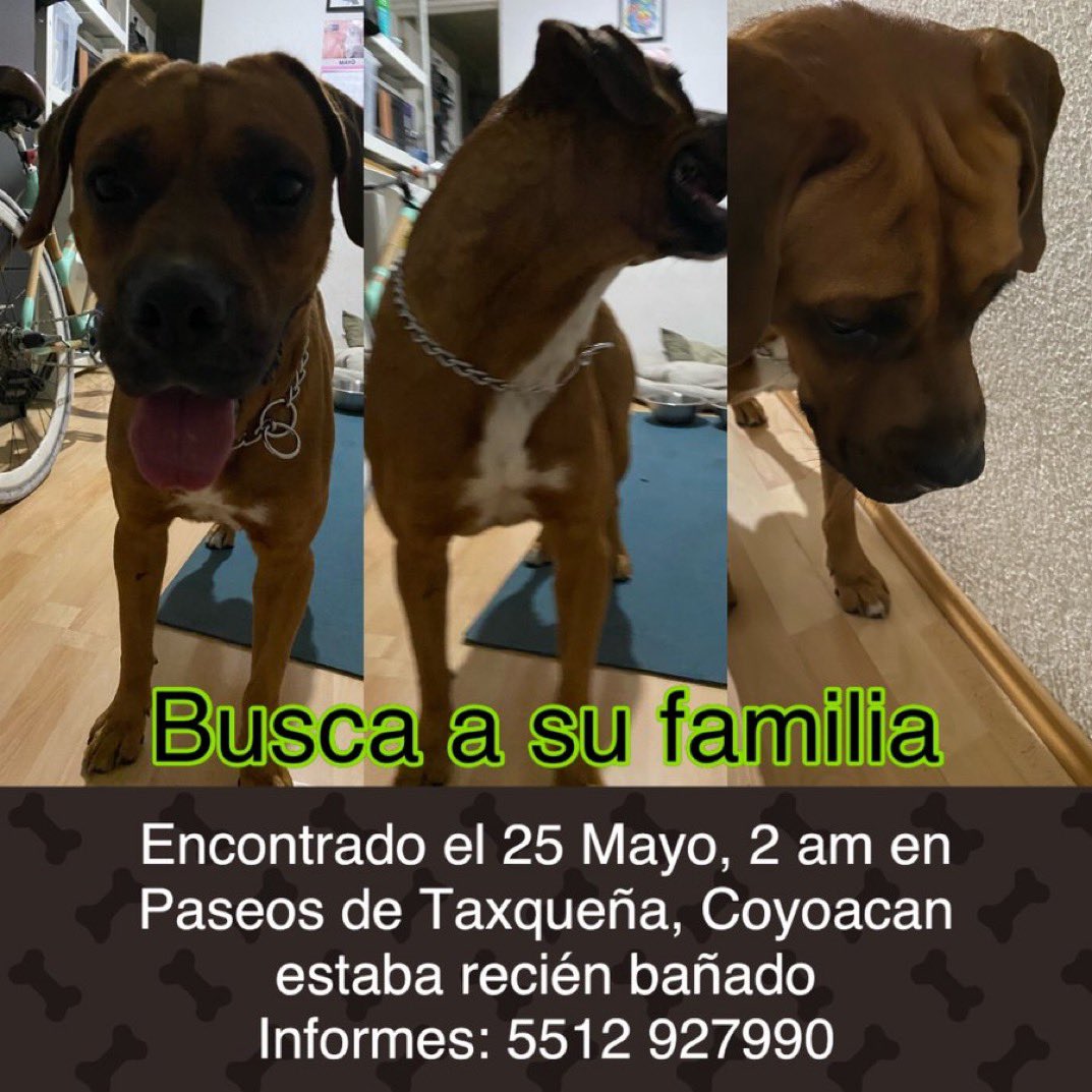 Amigos, me ayudan a difundir? Este perrito está perdido! Cualquier info los datos vienen en el cartel, #CDMX RT MIL