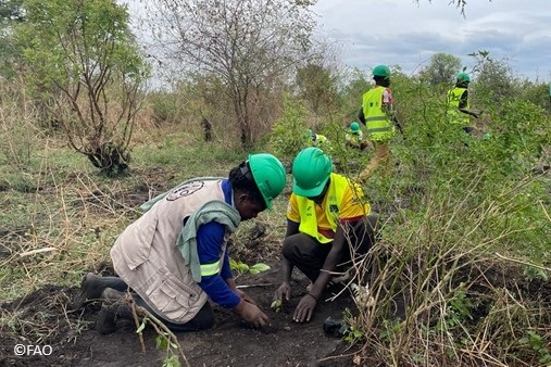 @FAO in Uganda and @UNHCRuganda’s integrated approach to woodland restoration in displacement settings aims to: 🔸Combat climate change 🔸Restore degraded ecosystems 🔸Bolster resilience and biodiversity Learn more👉 bit.ly/4aTMN3Q Via @FAOemergencies
