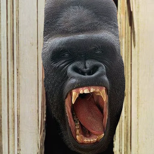 DON’T BE SCARED IT’S #HARAMBE