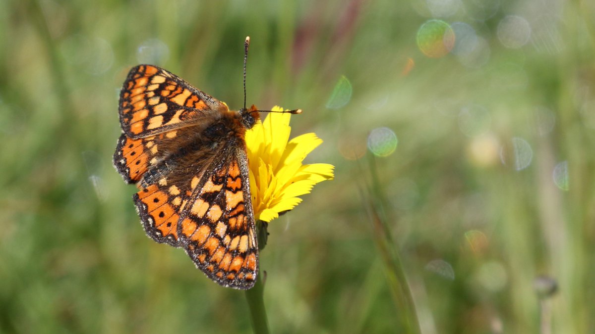 Neal Warnock tweet media