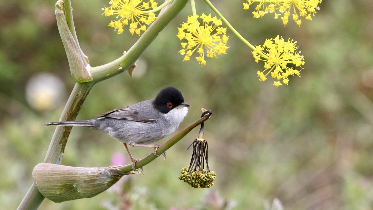 Neal Warnock tweet media