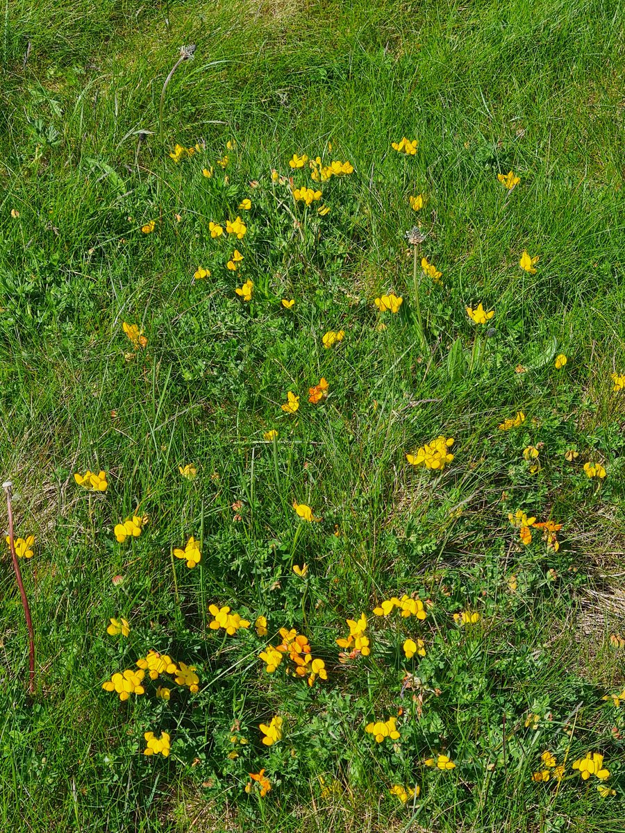 MarkGeographer's tweet photo. #Machair is a special type of landscape in which shell sand has been blown inland. It provides a rich mosaic of land use and habitats, especially noted for wildflowers. We were a bit early for the annual display, but here's bird's foot trefoil. South Uist Benbecula & Barra here. https://t.co/cJG96TqbvC