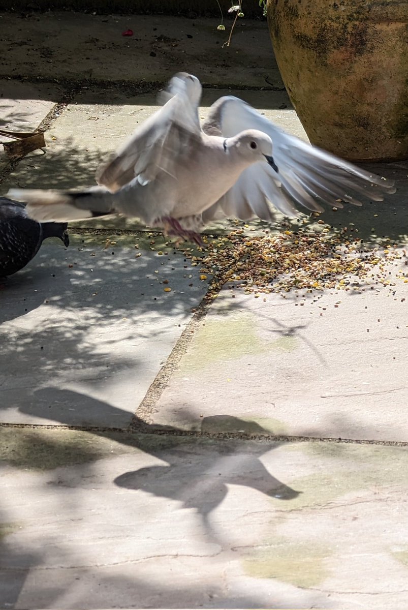 Not the sharpest tools in the box but they're very pretty! 

#GardenBirds #CollaredDove