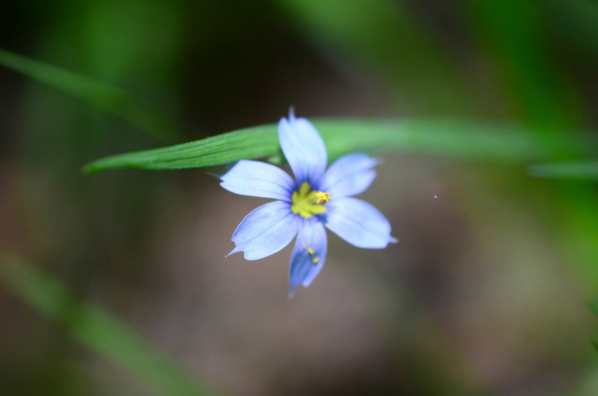 OL’ BLUE EYES: Happy #MacroMonday! Here are new #macros of Eastern blue-eyed grass blooming in the #NewJersey #Pinelands. They have grass-like leaves, but they are not a grass. Blue-eyed grass is a member of the iris family.

📷: Paul Leakan, Pinelands Commission 

#flowers #NJ