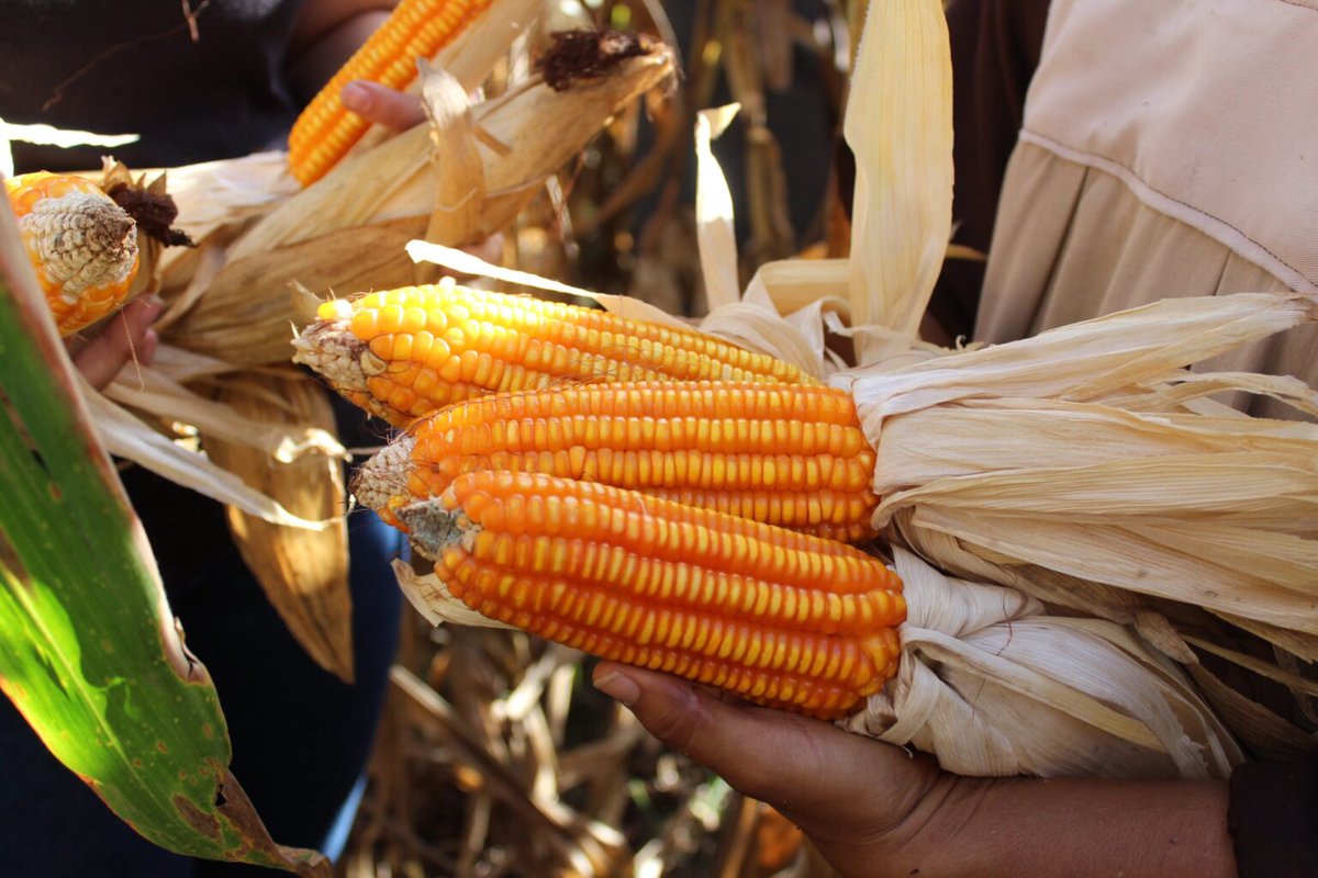 fonacit_ve's tweet photo. #Entérate 👉 #Codecyt realizó actividad de campo sobre manejo agronómico y cosecha de maíz, donde participaron productores, campesinos, profesionales del agro, docentes y estudiantes del estado #Falcón🌽🌱
+ Info: https://t.co/JifuIGpPg1
#LasCallesSonDelPueblo https://t.co/kANWGpypUi