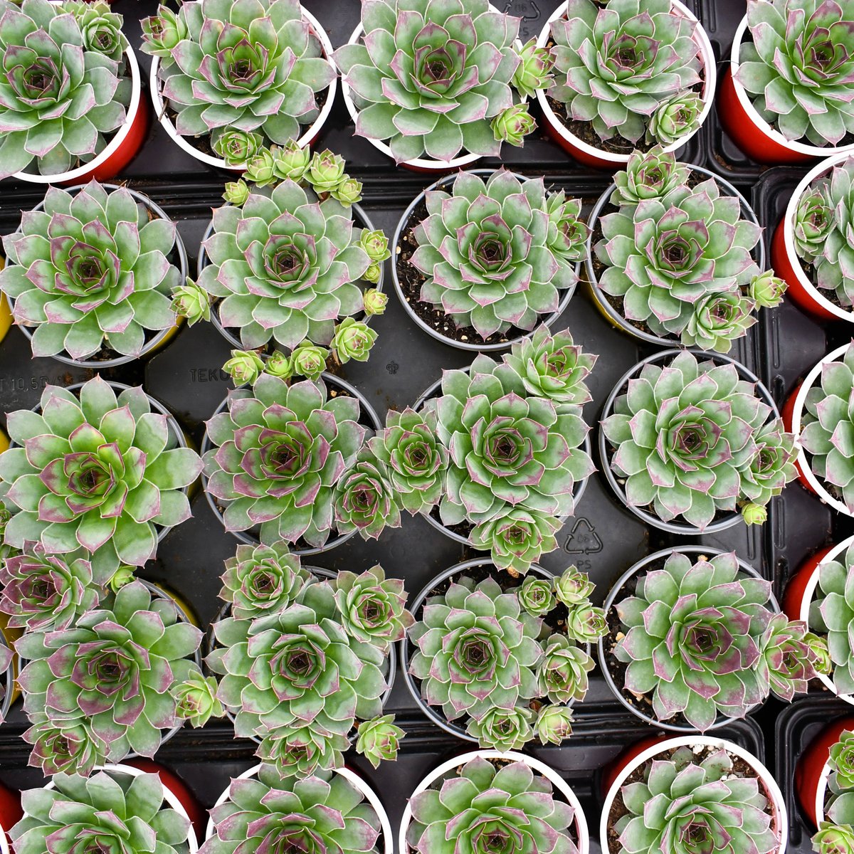 🌱 Did you know that Sempervivum, also known as Hens & Chicks, are drought-resistant succulents? Perfect for busy plant parents! 🌵 
#Sempervivum #Succulents #colasantifarms #colasantifarmsltd #wholesaleplants #greenhouse #plantsmakepeoplehappy #plants