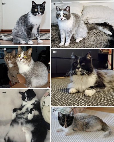 A new Finnish flavor of feline coat coloration, “salmiak,” is associated with a 95-kb deletion downstream of the KIT gene
onlinelibrary.wiley.com/doi/10.1111/ag…