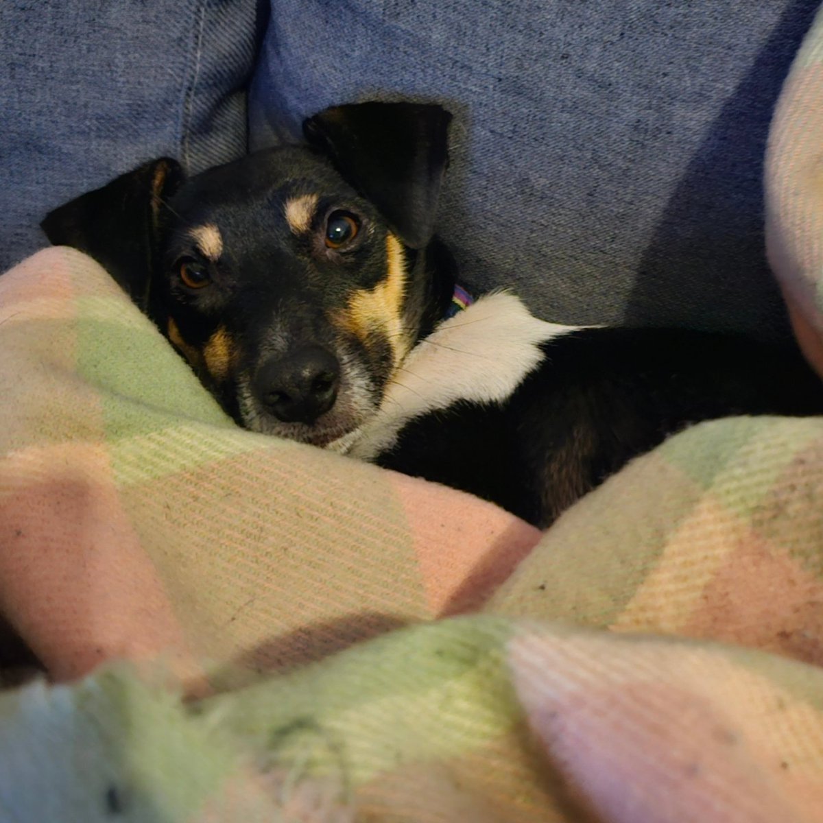 AdamsKateMa's tweet image. Little dude hasn't left my side since I got home 🐶

#pupper