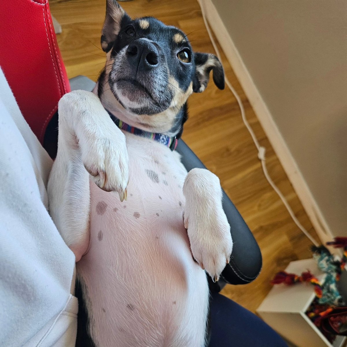 AdamsKateMa's tweet image. Little dude hasn't left my side since I got home 🐶

#pupper